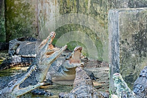 Hungry crocodiles waiting for food during feeding time at the mini zoo crocodile farm
