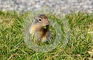 Hungry: Cute Columbian Ground squirrel eating in the Canadian Rockies / Jasper / Alberta