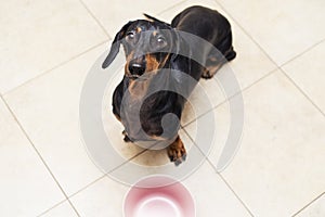 Hungry cute dachshund dog behind food bowl , isolated against the background of the kitchen floor at home looking up to owner and