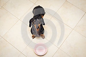 Hungry dachshund dog behind food bowl , against the background of the kitchen floor at home looking up to owner and begging for fo