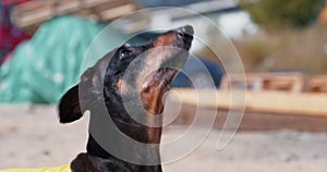 Hungry dachshund dog with long ears barks asking for snack