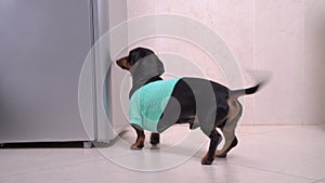 Hungry dachshund dog is running up to the refrigerator, puts his front paws