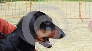 Hungry dachshund puppy is teased with a sausage, outdoor training.