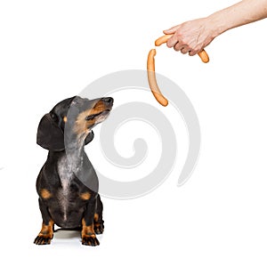 Hungry dachshund with treat