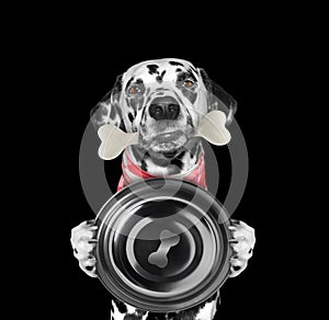 Hungry dalmatian dog with food bowl and bone in his mouth. Isolated on black