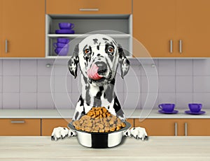 Hungry dalmatian dog with food bowl sitting in kitchen and ready to eat