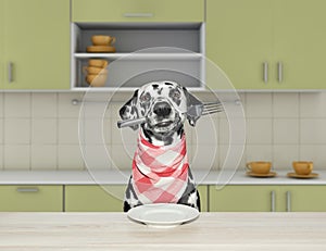 Hungry dalmatian dog with fork for dinner sitting at the table in the kitchen