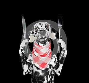 Hungry dalmatian dog with knife, fork and bone in his mouth. Isolated on black
