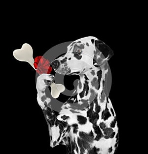 Hungry dalmatian dog looking at bone with surprise. Isolated on black