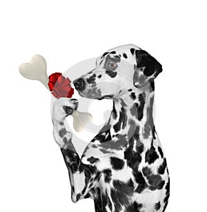Hungry dalmatian dog looking at bone with surprise. Isolated on white