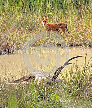 The hungry Dhole stare at the body of Sambar deer