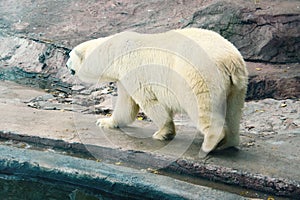 Hungry dirty polar bear in a zoo. Problem of protection of wild animals.