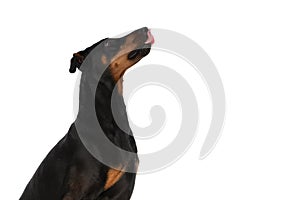 Hungry dobermann dog in a side view position looking up and licking nose