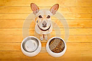 Hungry dog bowl