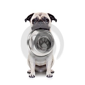 Hungry dog with bowl