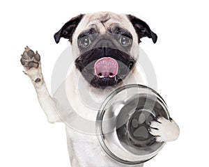 Hungry dog with bowl