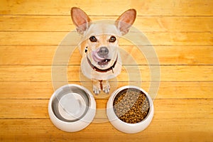 Hungry dog bowl