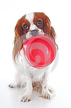 Hungry dog with bowl. Cute cavalier king charles spaniel dog photo in studio white isolated background. Dog cut out