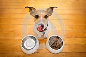 Hungry dog bowl
