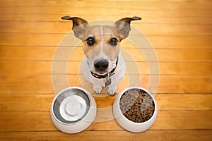 Hungry dog bowl