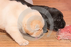 Hungry dog with bowl of tasty food