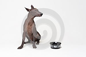 Hungry Dog with a bowl. xoloitzcuintli, Mexican Hairless Dog, waiting and looks up to have his bowl filled food on white backgroun