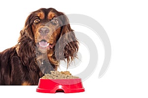 Hungry dog and dry food