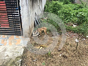 Hungry dog eating food given by the localities.