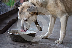 Hungry dog eating in the old tray. Hungry homeless dog eating food from bowl in dog shelter and need help