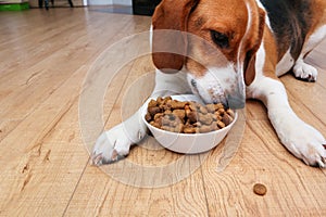 A hungry dog eats. The beagle dog is lying on the floor and eat dry food from a white bowl