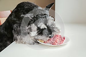 A hungry dog eats raw meat from plate. A bad dog steals meat from a table. Naughty schnauzer puppy.