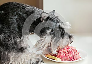 A hungry dog eats raw meat from plate. A bad dog steals meat from a table. Naughty schnauzer puppy.