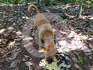 hungry dog eats rice voraciously