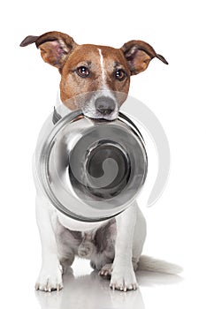 Hungry dog food bowl photo