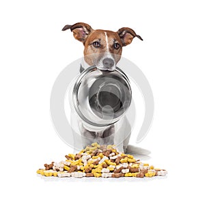 Hungry dog food bowl