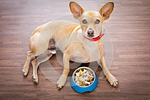 Hungry dog with food bowl