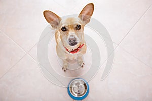 Hungry dog with food bowl