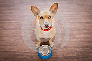 Hungry dog with food bowl