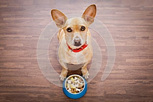 Hungry dog with food bowl