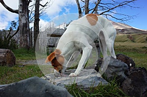 Hungry dog greedily licks noodles from stone outdoor, arching his back, This dog famous for following hikers photo