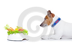 Hungry dog with healthy bowl