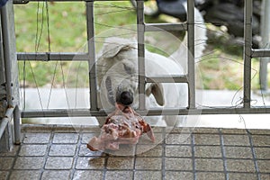 A hungry dog holds a piece of meat through a trellised gate on the porch, close up