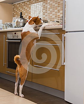 Hungry dog is inspecting kitchen