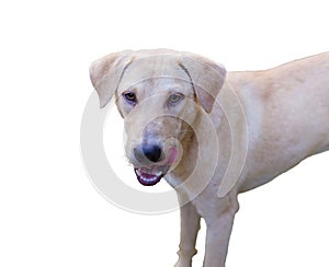 Hungry dog isolated on white background