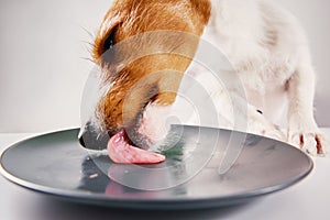 Hungry dog lick empty plate