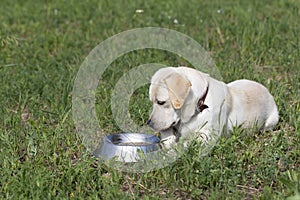 Hungry dog lies near bowl of food on grass in yard, waiting for permission from owner