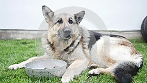 Hungry dog looking at a chunk of meat in slow