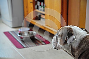 Hungry dog looking at an empty food bowl.