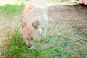 A hungry dog is looking for food on the ground.