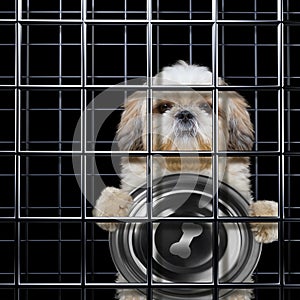 Hungry dog is punishe in cage